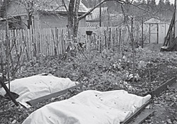 Укрытие деревьев на зиму