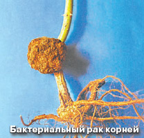 Бактериальный рак корней розы