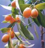 кумкват