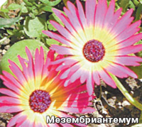 Мезембриантемум