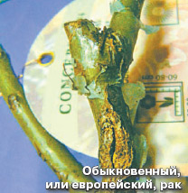 Обыкновенный европейский рак розы