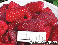 Ремонтантная малина сорта Брянское диво