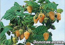 Ремонтантная малина сорта Золотая осень