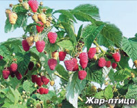 Ремонтантная малина сорта Жар-птица