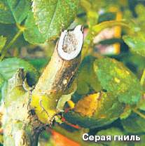 Серая гниль розы