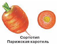 сортотип моркови парижская каротель