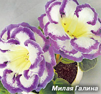глоксиния Милая Галина