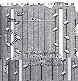 Большой урожай картофеля