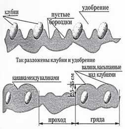 Большой урожай картофеля